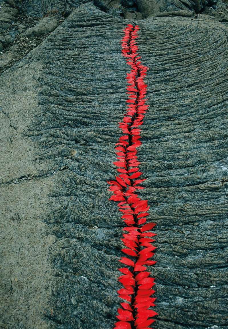 NILS-UDO | Riss in Kordellava, Blütenblätter genannt Feuerzungen, Île de la Réunion 1990 © NILS-UDO